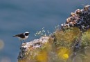 Pied Wheatear ©  J.Lidster